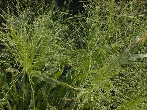 Tumbleweed grass