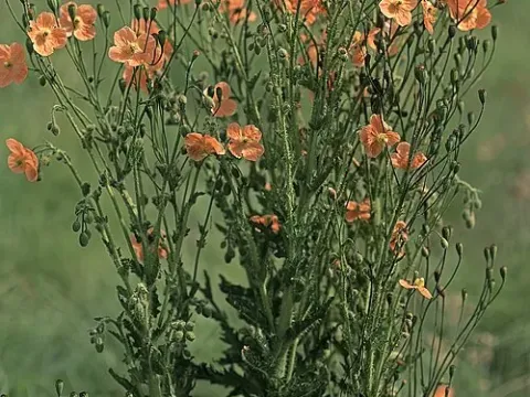 Prickly poppy