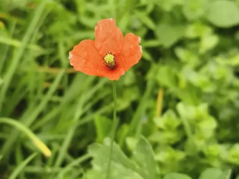 Мак сомнительный
