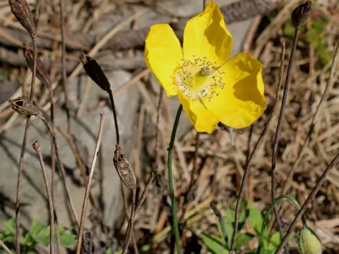 Rhaetian poppy