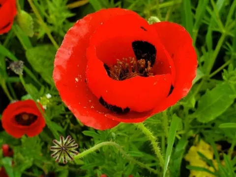 Papaver umbonatum