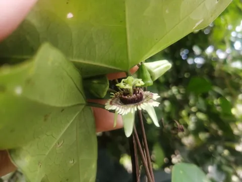 Bat-winged passion flower