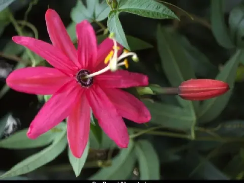 Passiflora exoniensis