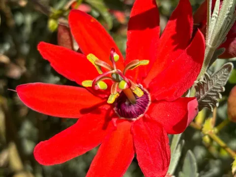Passiflora manicata