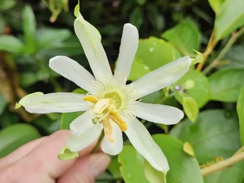 Passiflora mucronata
