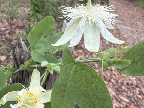 Пассифлора подщитовидная