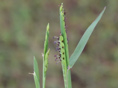 Paspalum acuminatum