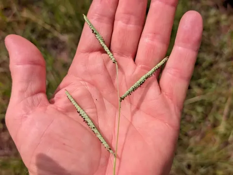 Bosc's paspalum