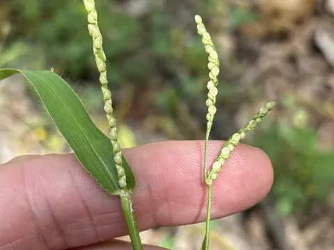 Paspalum setaceum