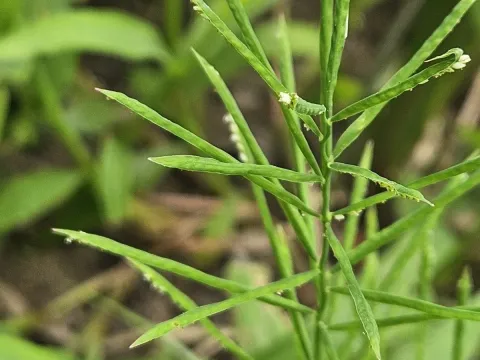 Water finger grass