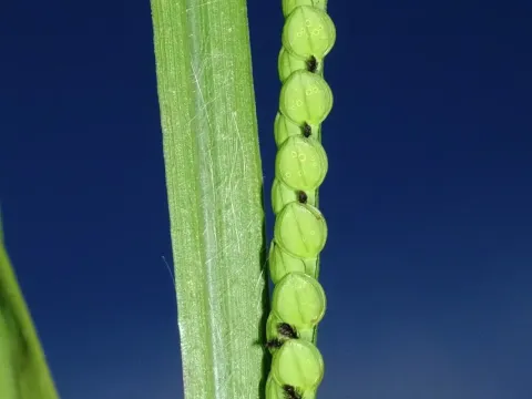 Smooth paspalum
