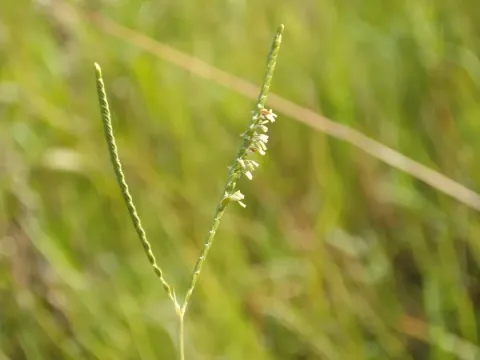 Paspalum modestum