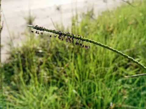 Paspalum saurae