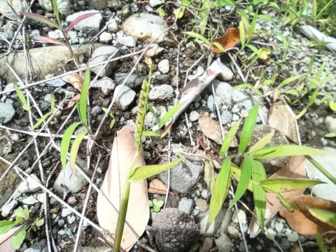 Paspalum nutans