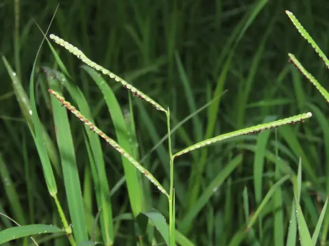 Paspalum orbiculare