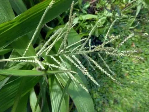 Paspalum paniculatum