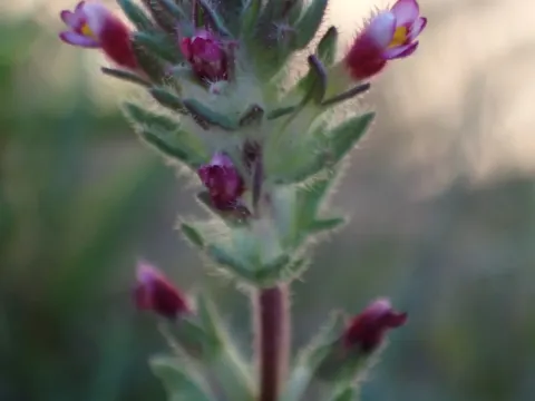 Parentucellia
