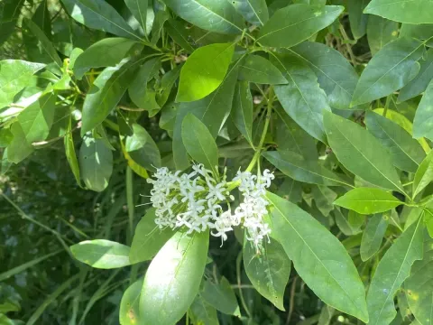 Pavetta
