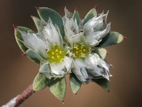 Paronychia