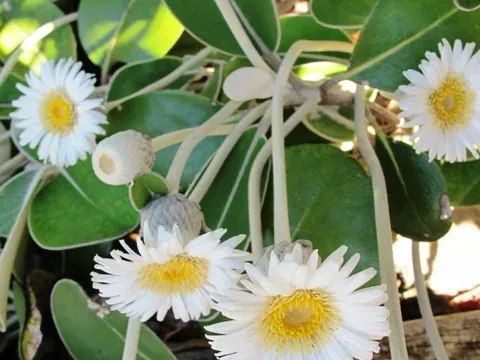 Pachystegia