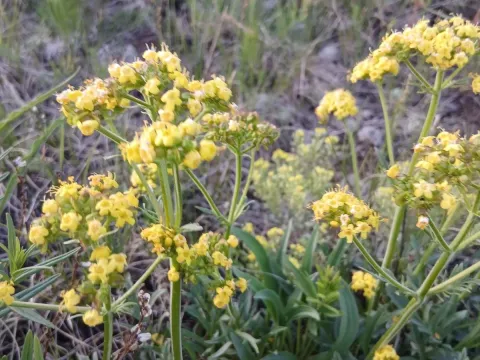 Patrinia