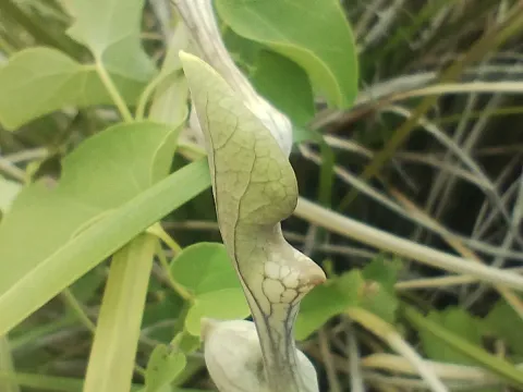 Pararistolochia