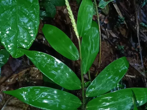Pariana