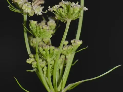 Peucedanum lancifolium