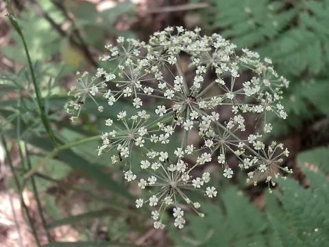 Marsh parsley