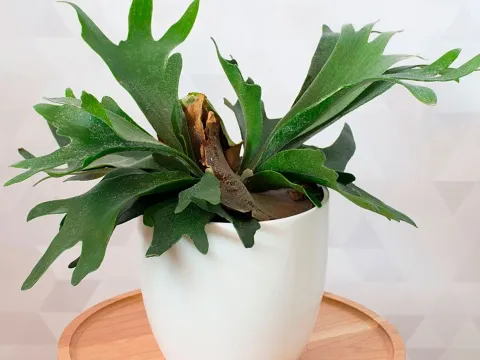 Platycerium