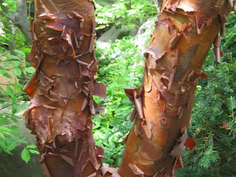 Оксамит Лаваля