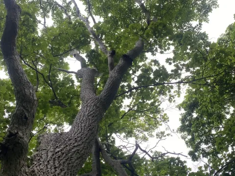Оксамит сахалінський