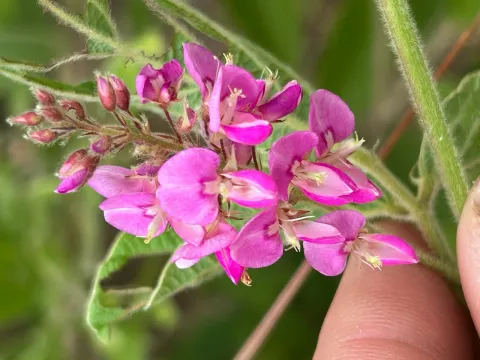 Pseudarthria