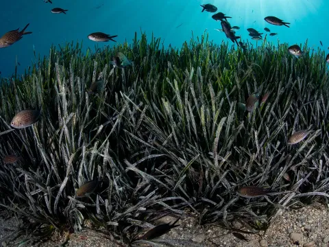 Posidonia