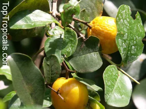 Pseudanamomis