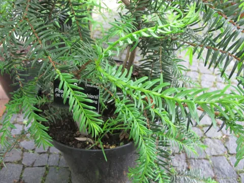 Pseudotaxus
