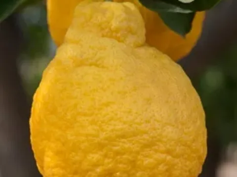 Jimikan