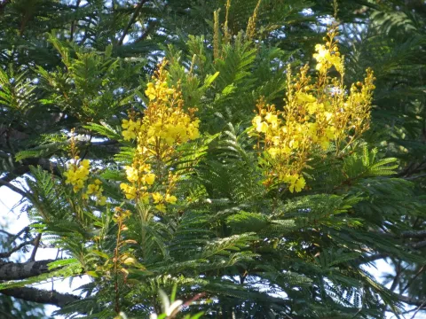 Peltophorum