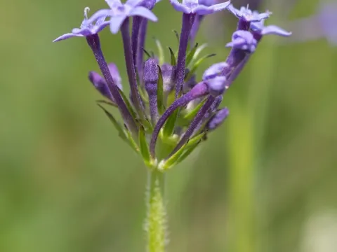 Pentanisia