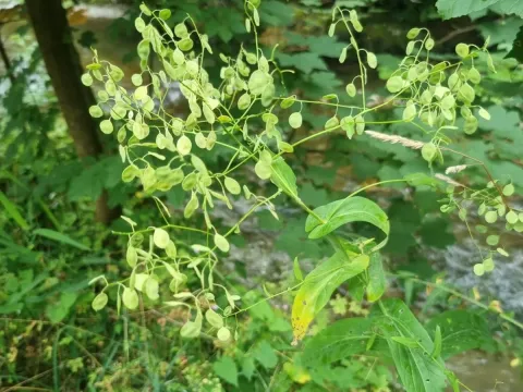 Пельтария
