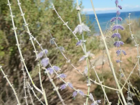 Salvia abrotanoides