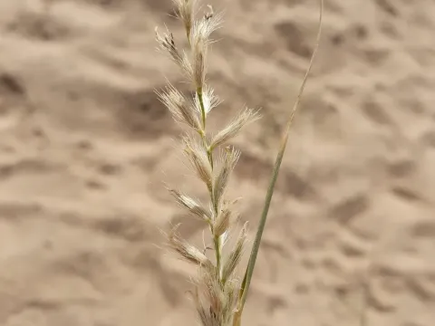 Cenchrus divisus