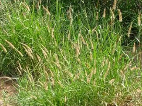 Cenchrus hohenackeri