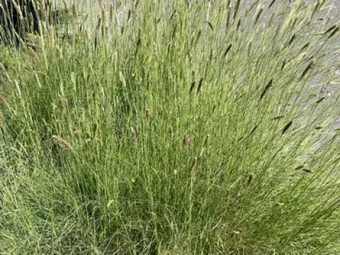 Cenchrus sphacelatus
