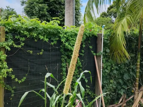 Pennisetum