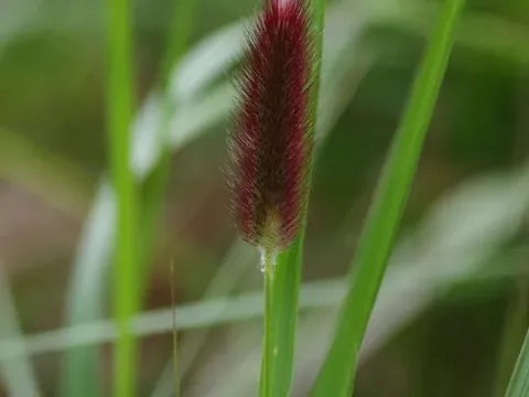 Cenchrus geniculatus