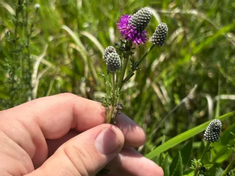 Purple prairie clover