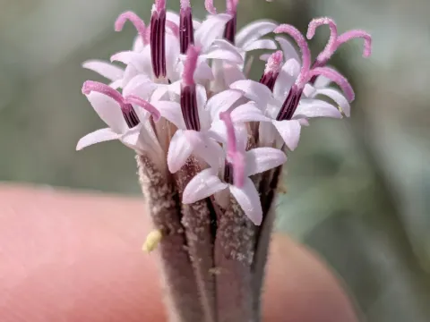 Palafoxia