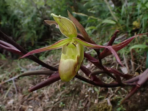 Phragmipedium