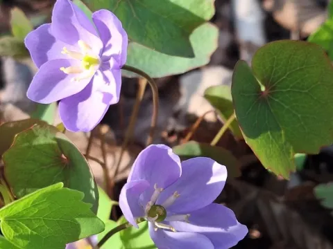 Jeffersonia